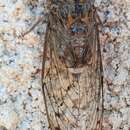 Image of Cicada barbara barbara (Stal 1866)