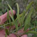 Image de Capparis loranthifolia var. loranthifolia