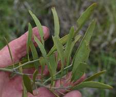 Image of Capparis loranthifolia var. loranthifolia