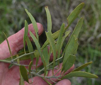 Image of Capparis loranthifolia var. loranthifolia