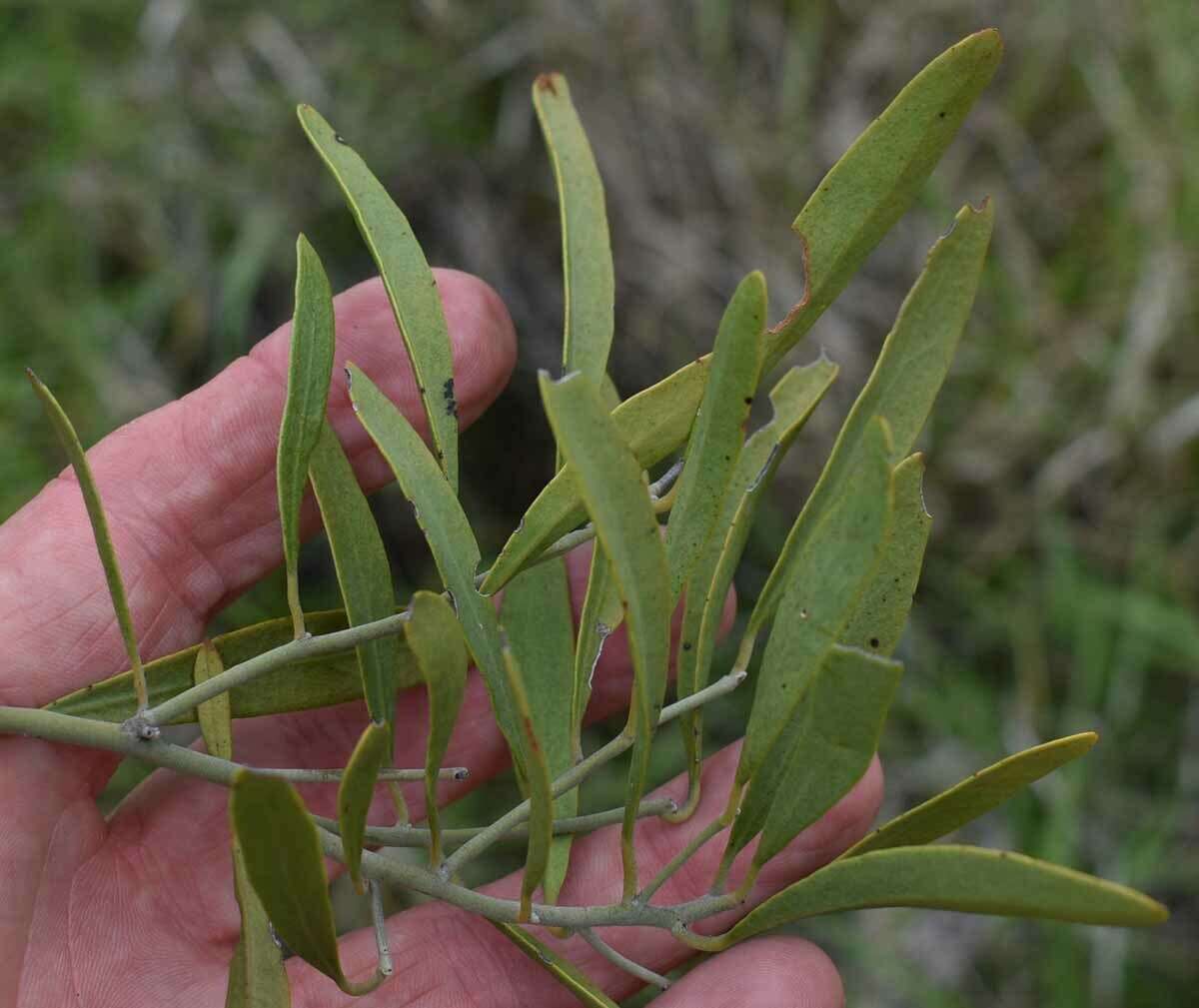 Image of Capparis loranthifolia var. loranthifolia