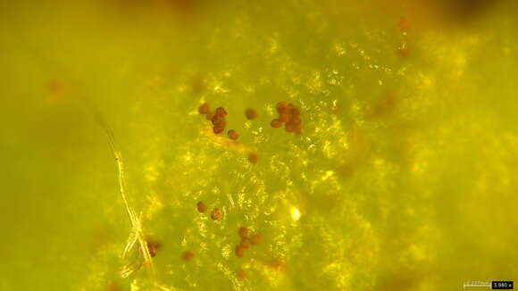 Image of Japanese apple rust