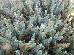 Image of Pimelea villosa Banks & Soland. ex Meissn.