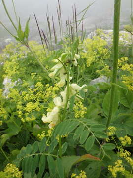 Image of Vicia balansae Boiss.