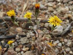 Plancia ëd Lessingia tenuis (A. Gray) Coville