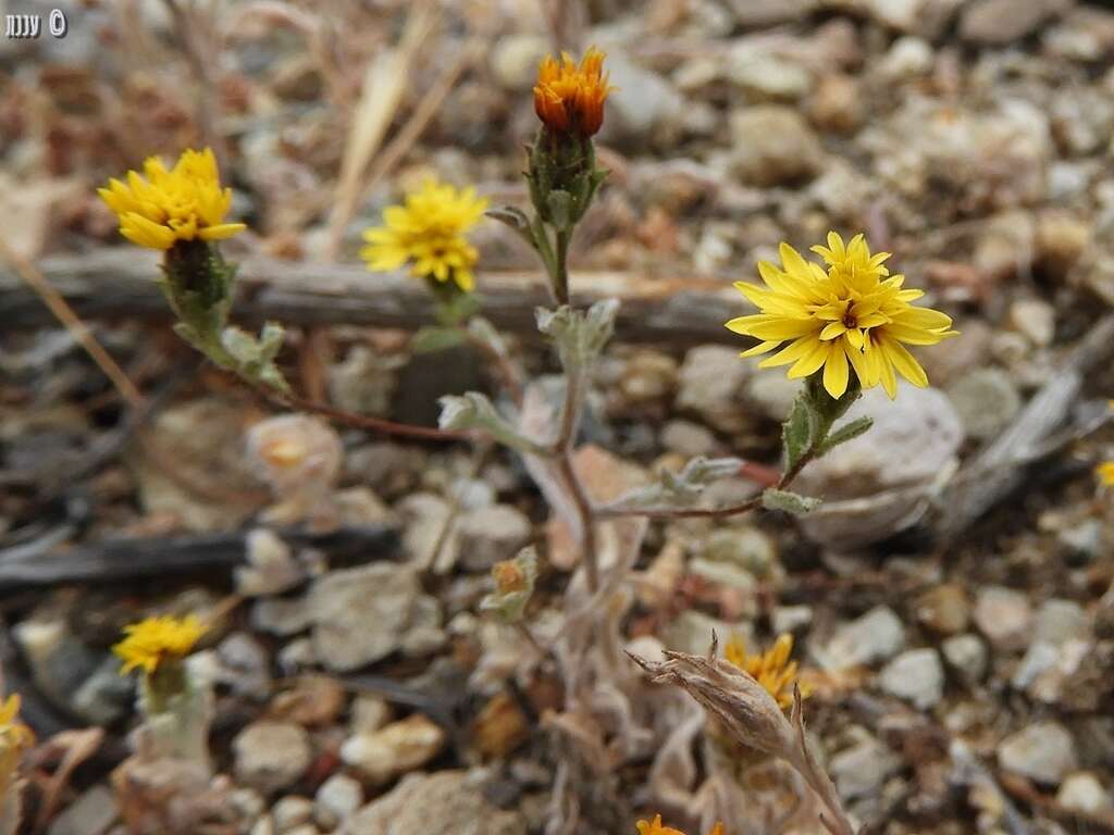 Plancia ëd Lessingia tenuis (A. Gray) Coville