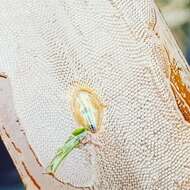 Image of blue-rayed limpet