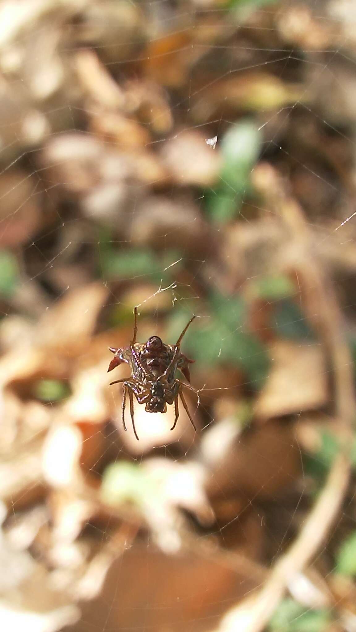 Image of Micrathena furva (Keyserling 1892)