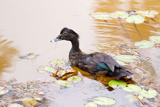 Image of Cairina Fleming & J 1822