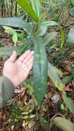 Image of Ficus aurata (Miq.) Miq.