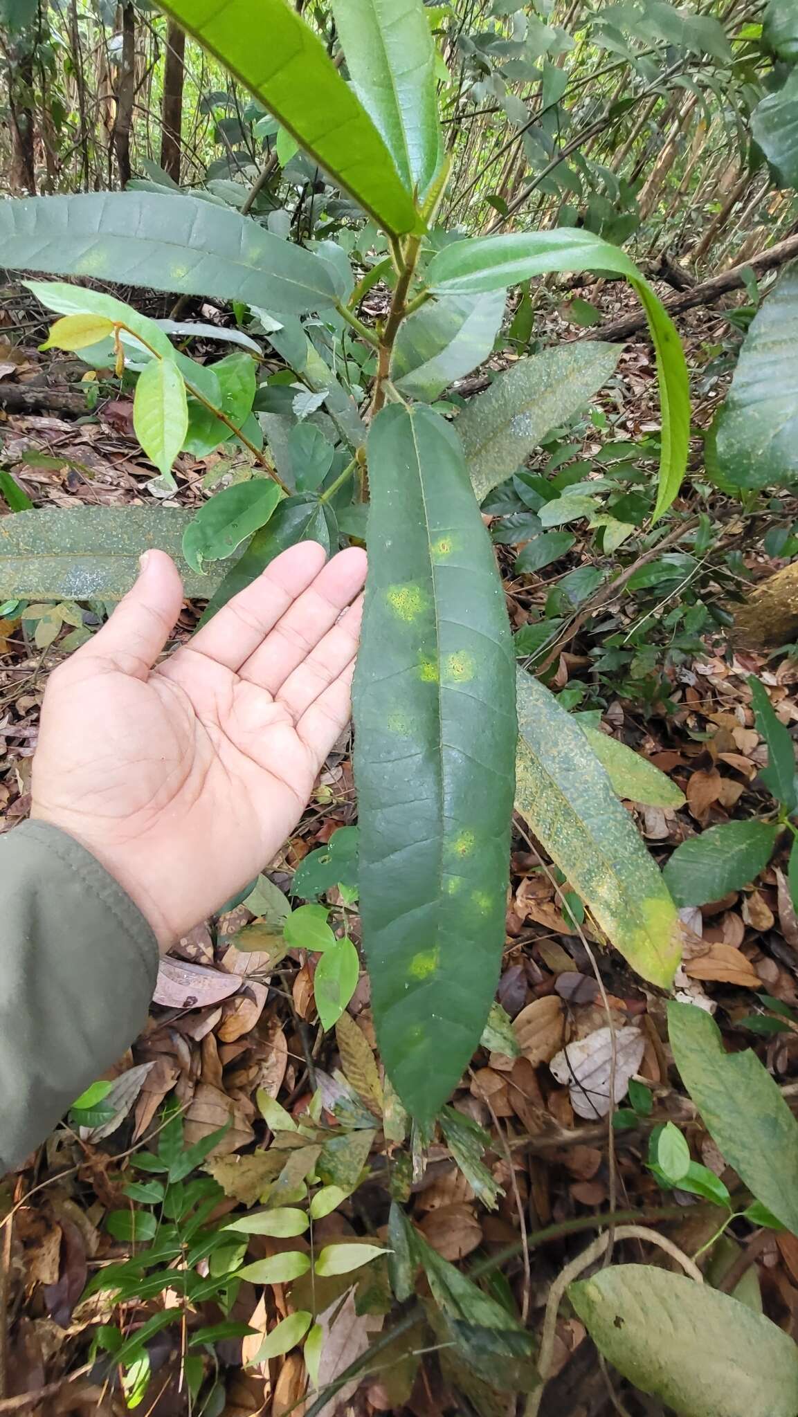 Image of Ficus aurata (Miq.) Miq.