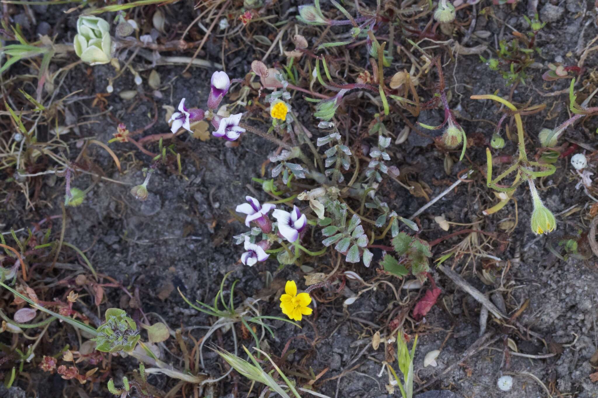 Image of Gray Slender Milkvetch