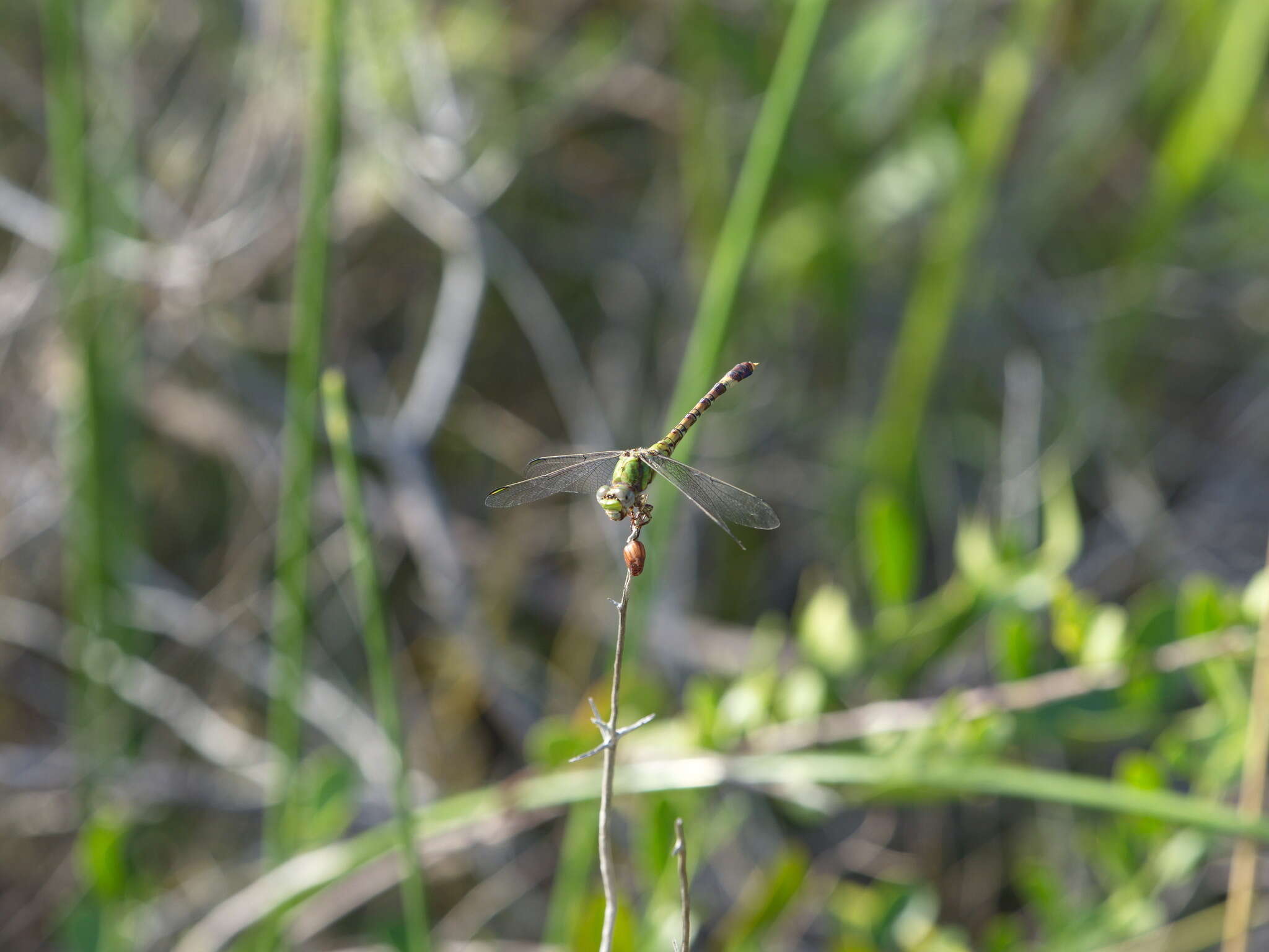 Imagem de Paragomphus genei (Selys 1841)