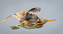 Image of Stripe-backed Bittern