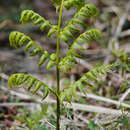 Image of Diplazium pseudodoederleinii Hayata