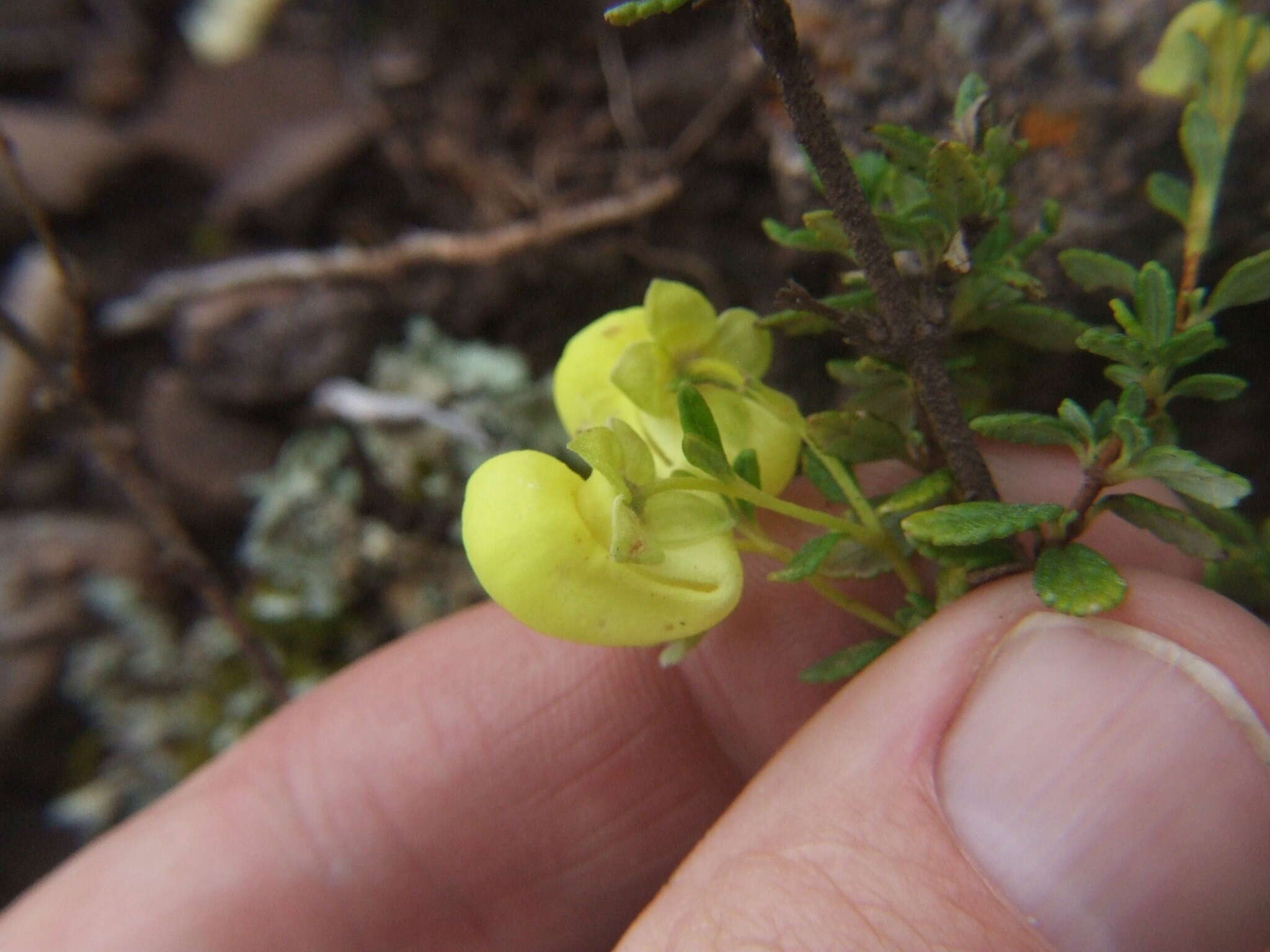 Image of Calceolaria myriophylla Kränzl.