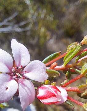Image of Adenandra marginata subsp. marginata