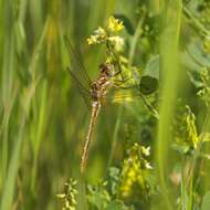Image of Striped Meadowhawk