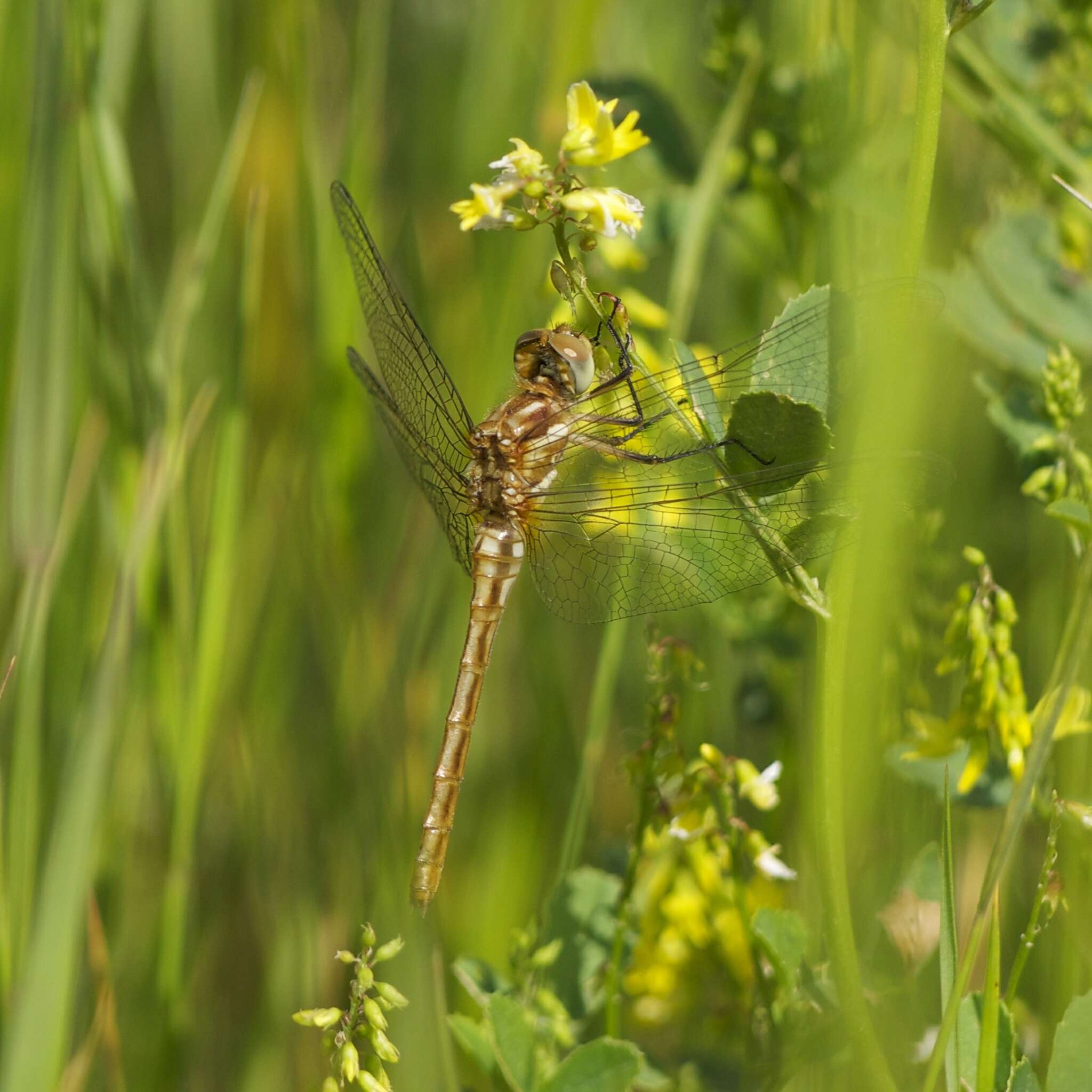 Image of Striped Meadowhawk