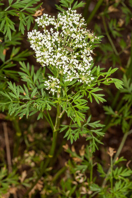 Sivun Selinum silaifolium (Jacq.) Beck kuva