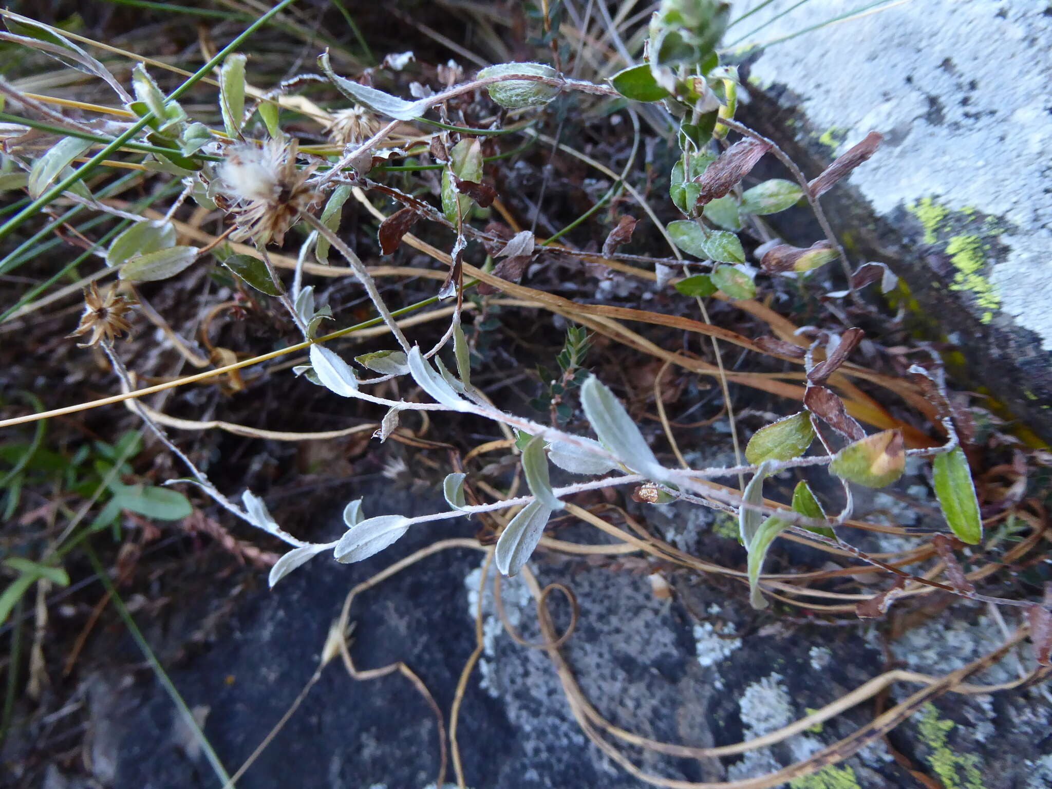 Image de Helichrysum filicaule Hook. fil.