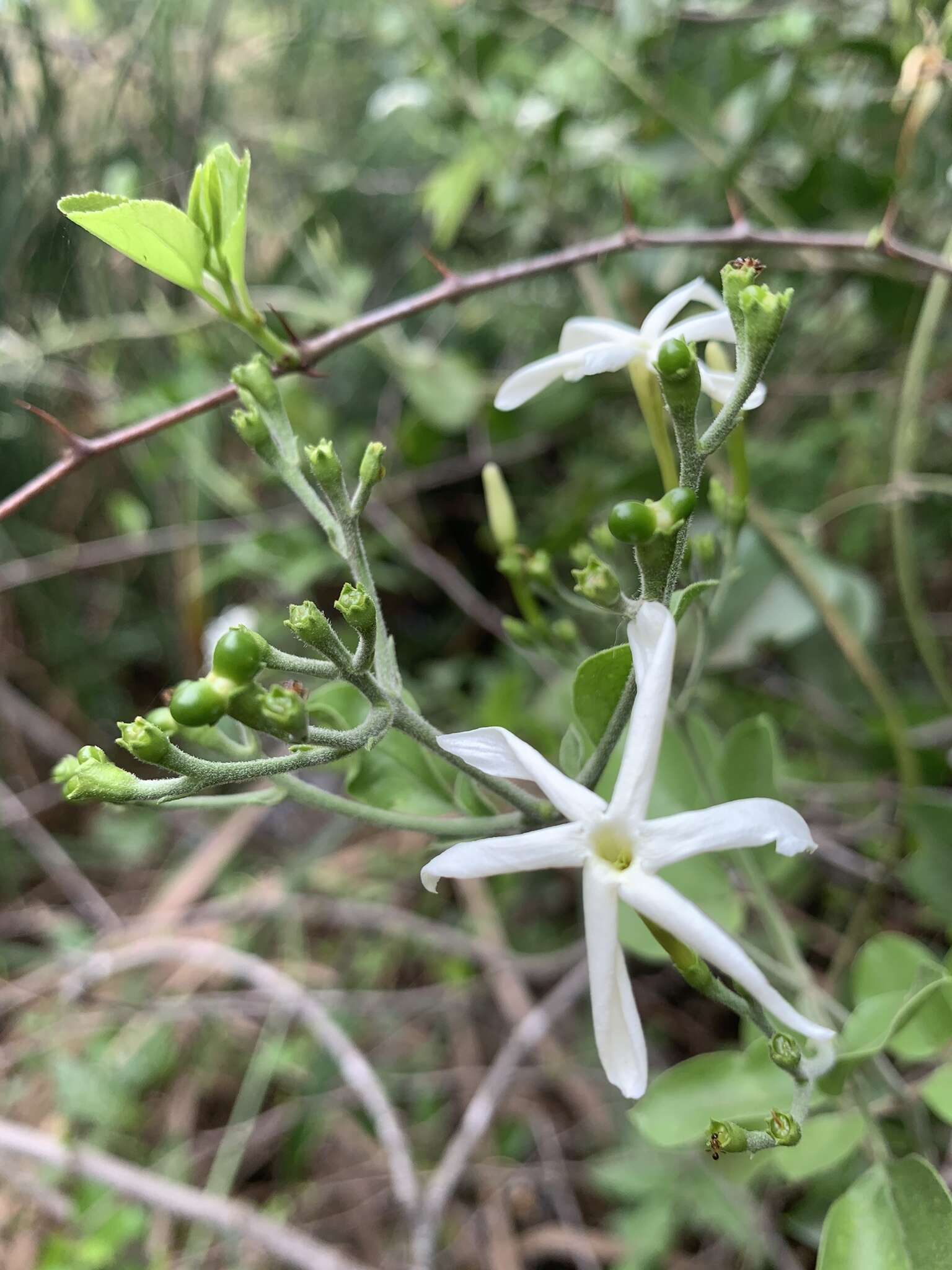 Image of Jasminum fluminense subsp. fluminense