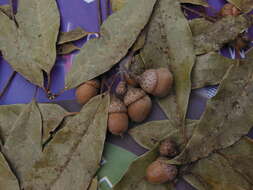 Quercus cortesii Liebm.的图像