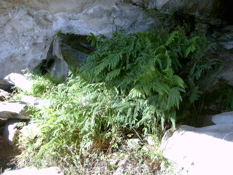 Imagem de Pteris dentata Forsk.