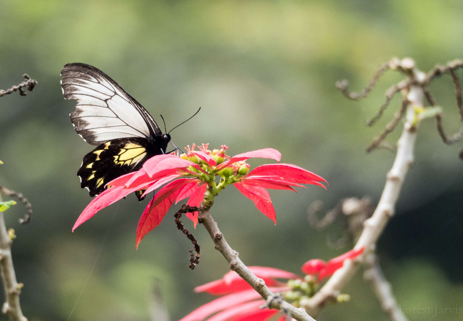 Image of Borneo Birdwing