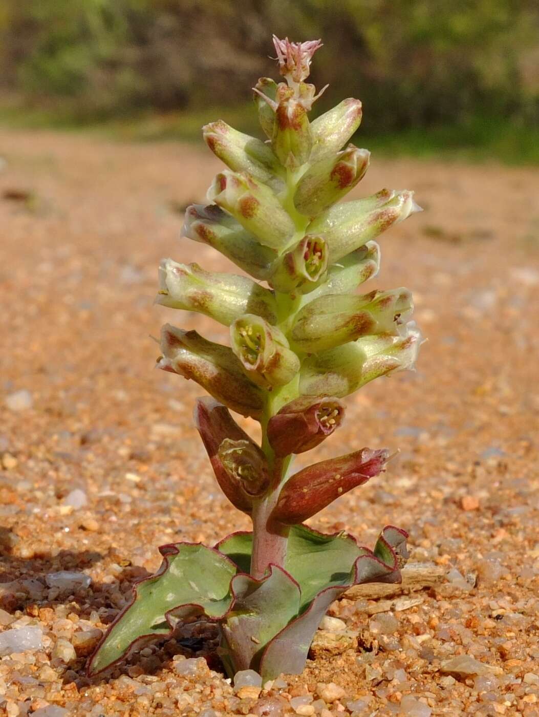 Image of Lachenalia undulata Masson ex Baker