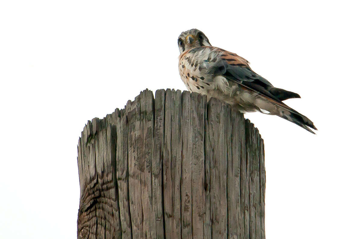 Image of American Kestrel