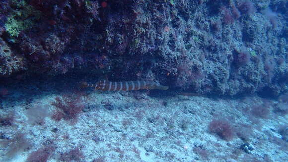 Image of Atlantic cornetfish