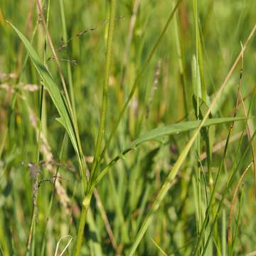 Image of Devil’s Bit Scabious