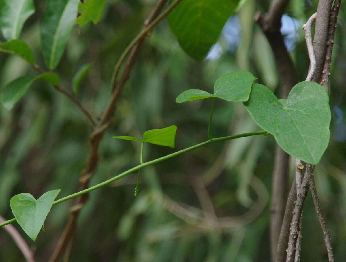 Image of Tinospora smilacina Benth.