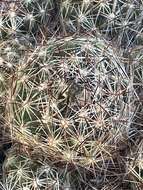 Image of Pincushion Cactus