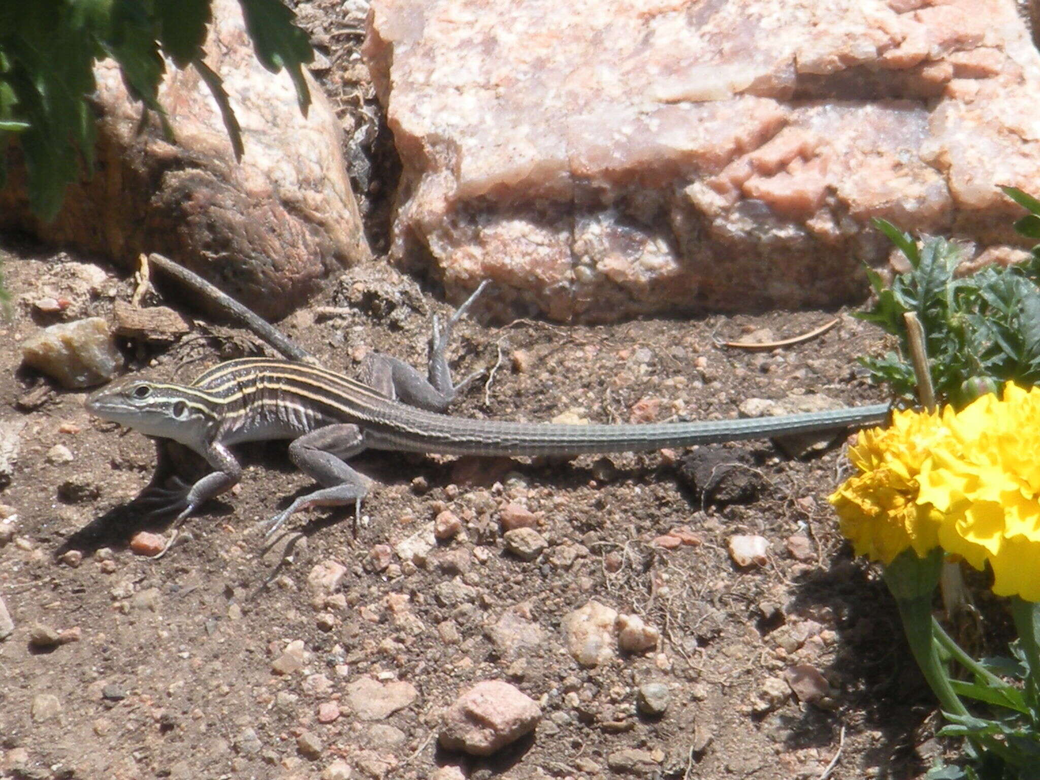 Image of Plateau Striped Whiptail