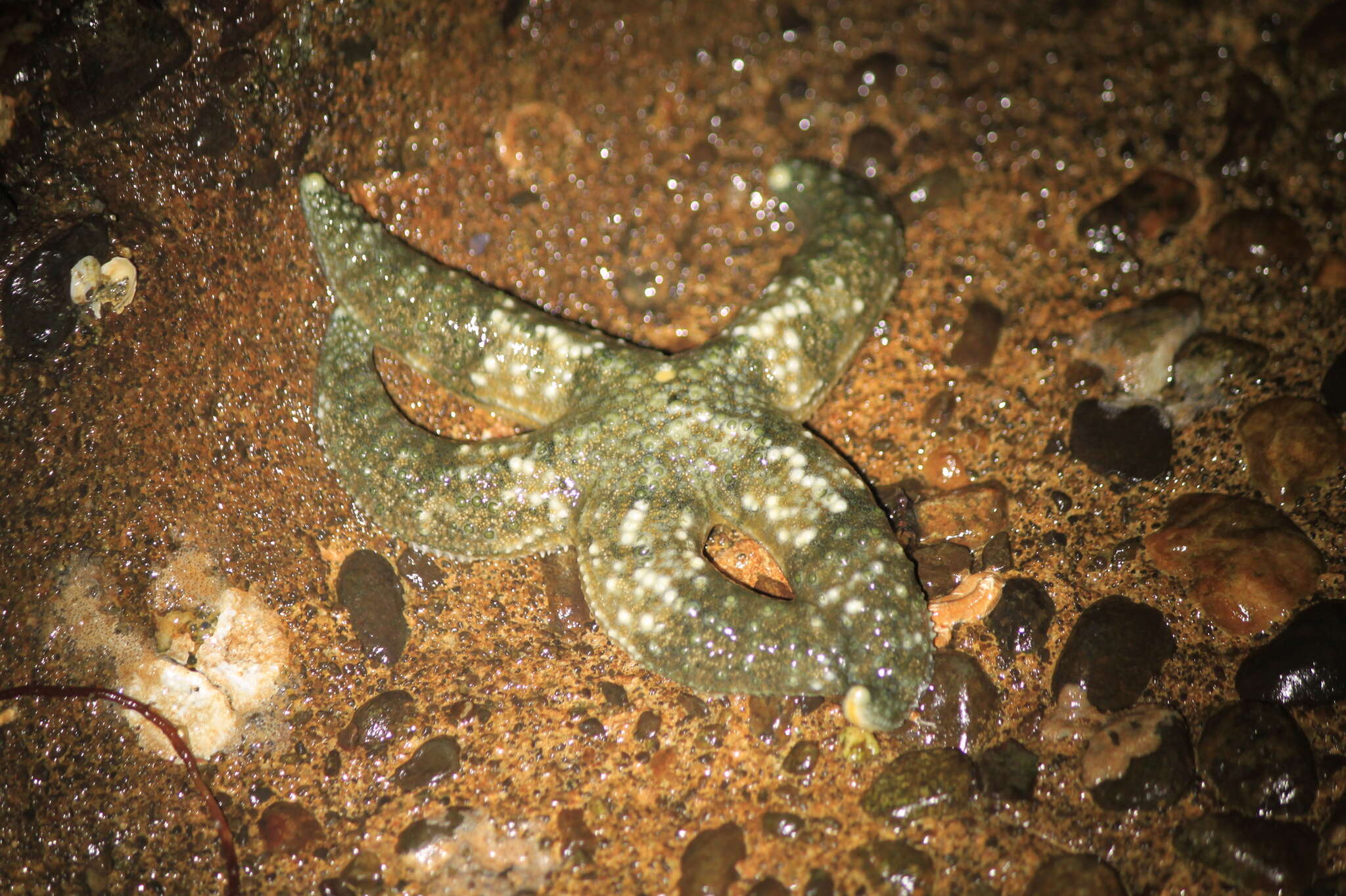 Image of Mottled star