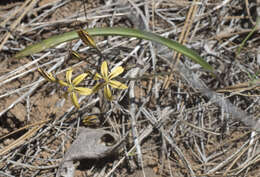 Sivun Triteleia ixioides subsp. anilina (Greene) L. W. Lenz kuva