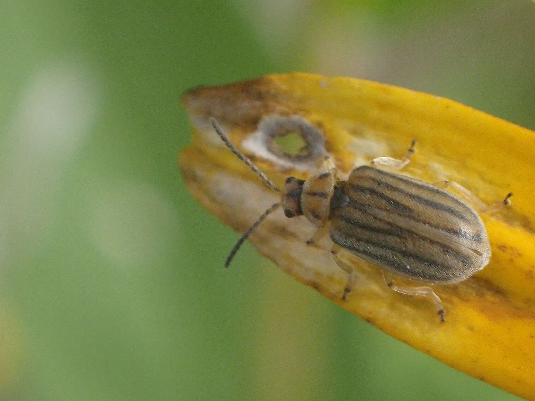 Image of Ophraella communa Le Sage 1986