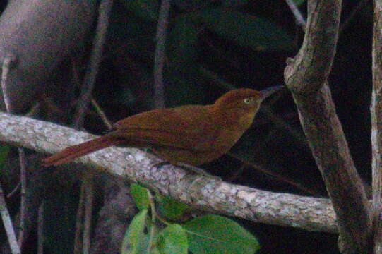 Image of Henna-capped Foliage-gleaner