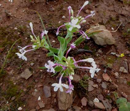 صورة Lapeirousia pyramidalis subsp. pyramidalis