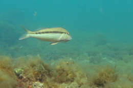 Image of Black-striped goatfish