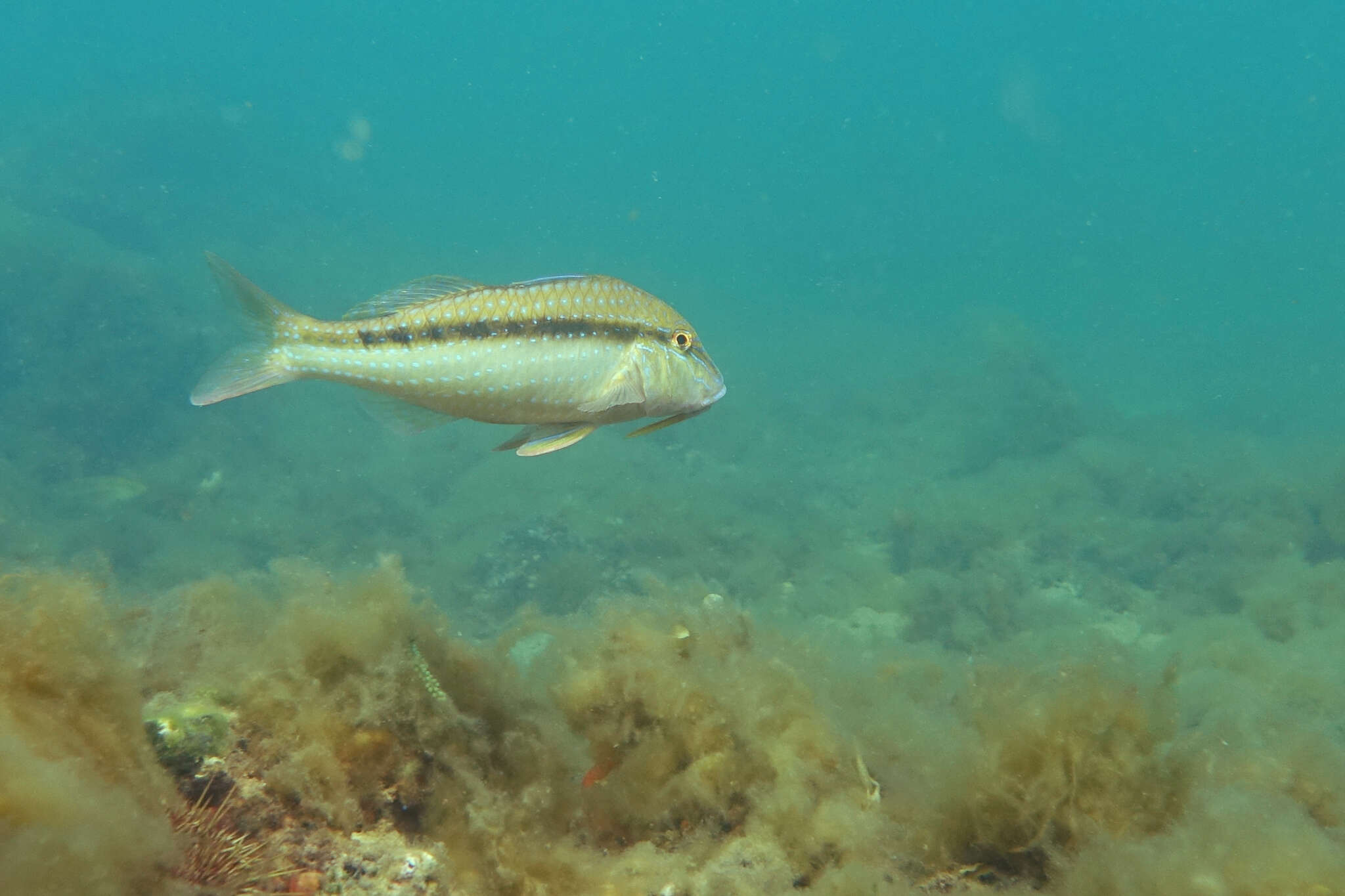 Image of Black-striped goatfish