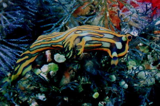 Image of Tambja affinis (Eliot 1904)