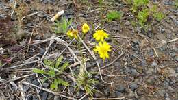 Plancia ëd Senecio brigalowensis I. Thomps.