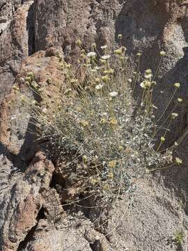 صورة Encelia ravenii Wiggins