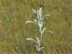 Image of silver pygmycudweed