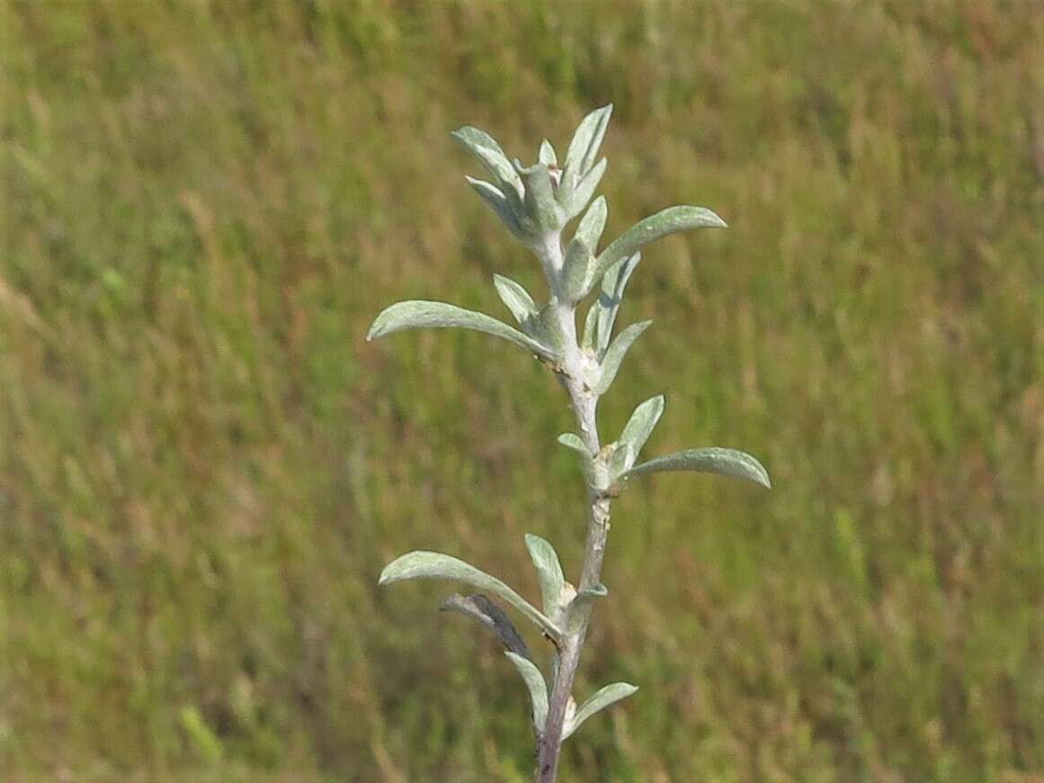 Image of silver pygmycudweed