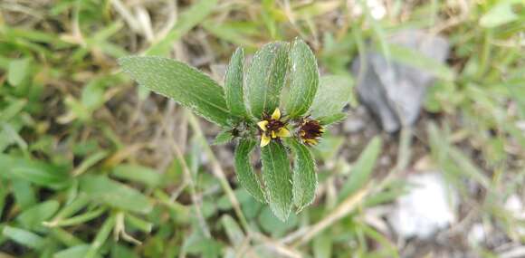 Sanvitalia angustifolia Engelm. ex A. Gray resmi