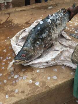 Image of African Snook